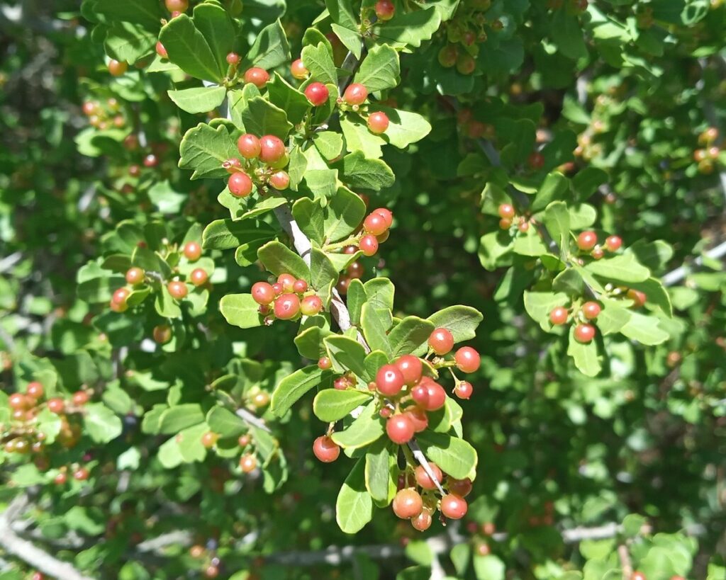 El Taller se centrará en la especie Moradillo (Schinus fasciculata), conocida por sus notables propiedades analgésicas y antisépticas.